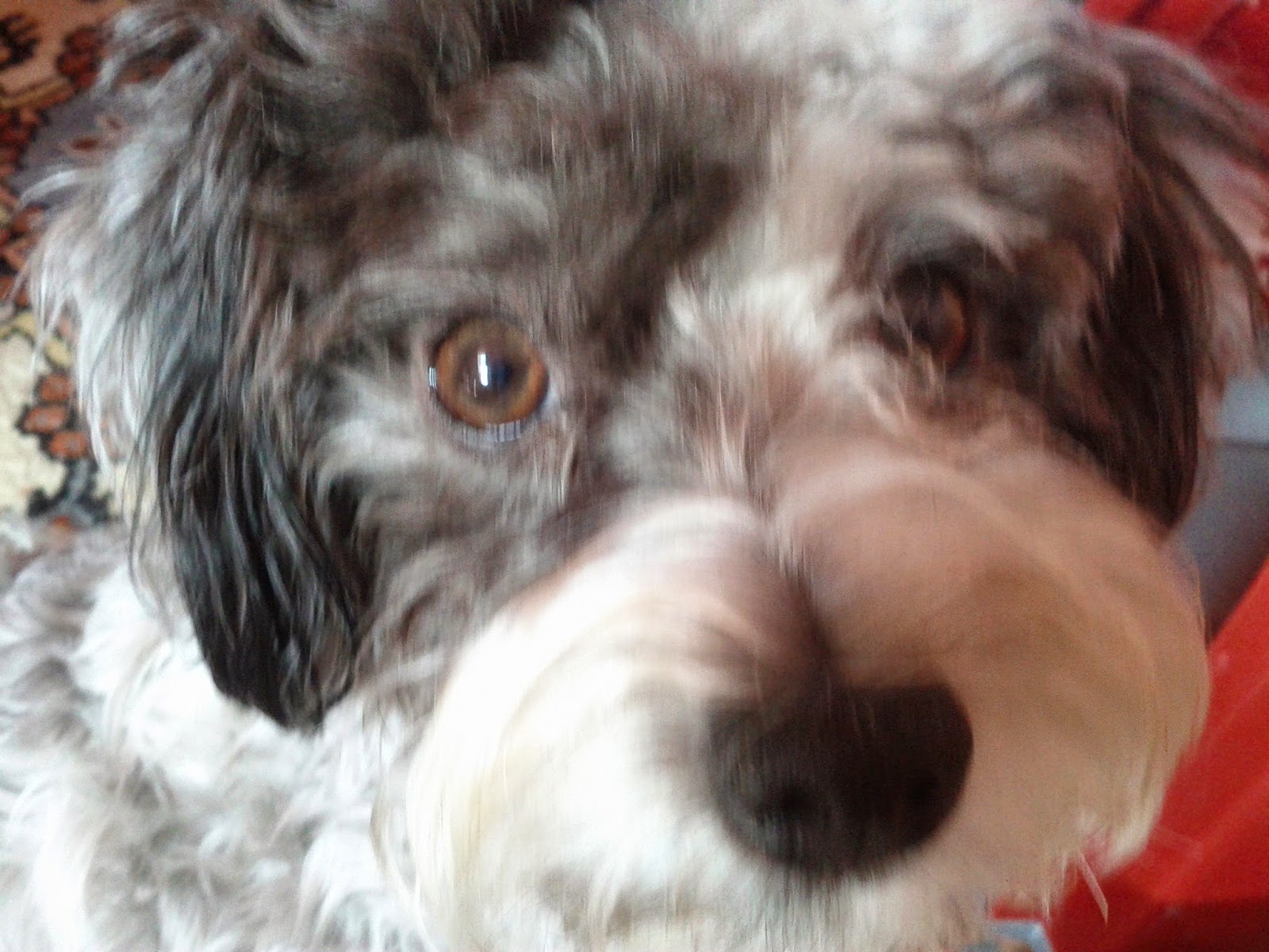 bijon havanese bichon havanese a bichon havanese term 233 szete bijon havanese bichon havanese a bichon havanese term 233 szete