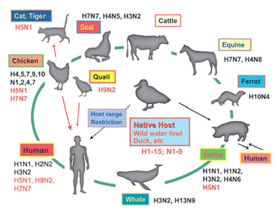 Hình 1: Bệnh cúm gia cầm là bệnh chung, lây nhiễm  qua nhiều loài khác nhau (Ảnh sưu tầm)