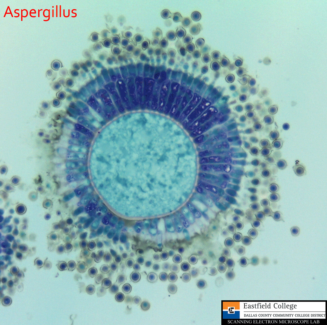 Scanning Electron Microscope Blog Fungi Images for Eastfield College Microbiology