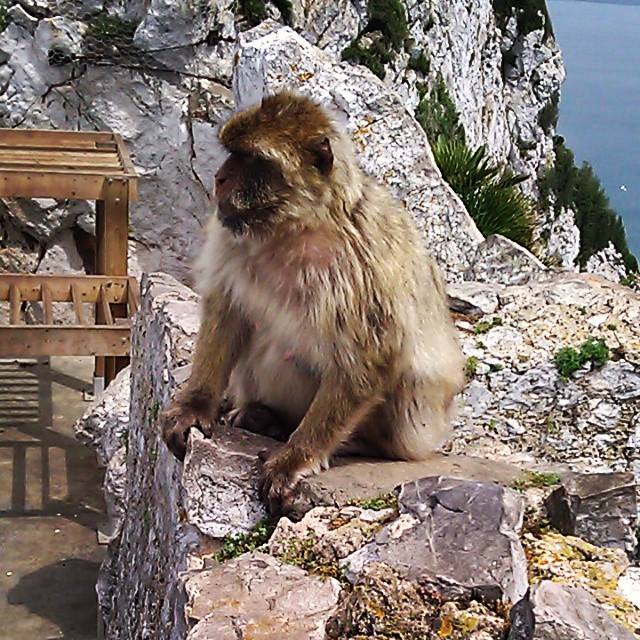 One of my new friends at the top of the rock. He's one of 300 or so Barbary Macaques that live here.