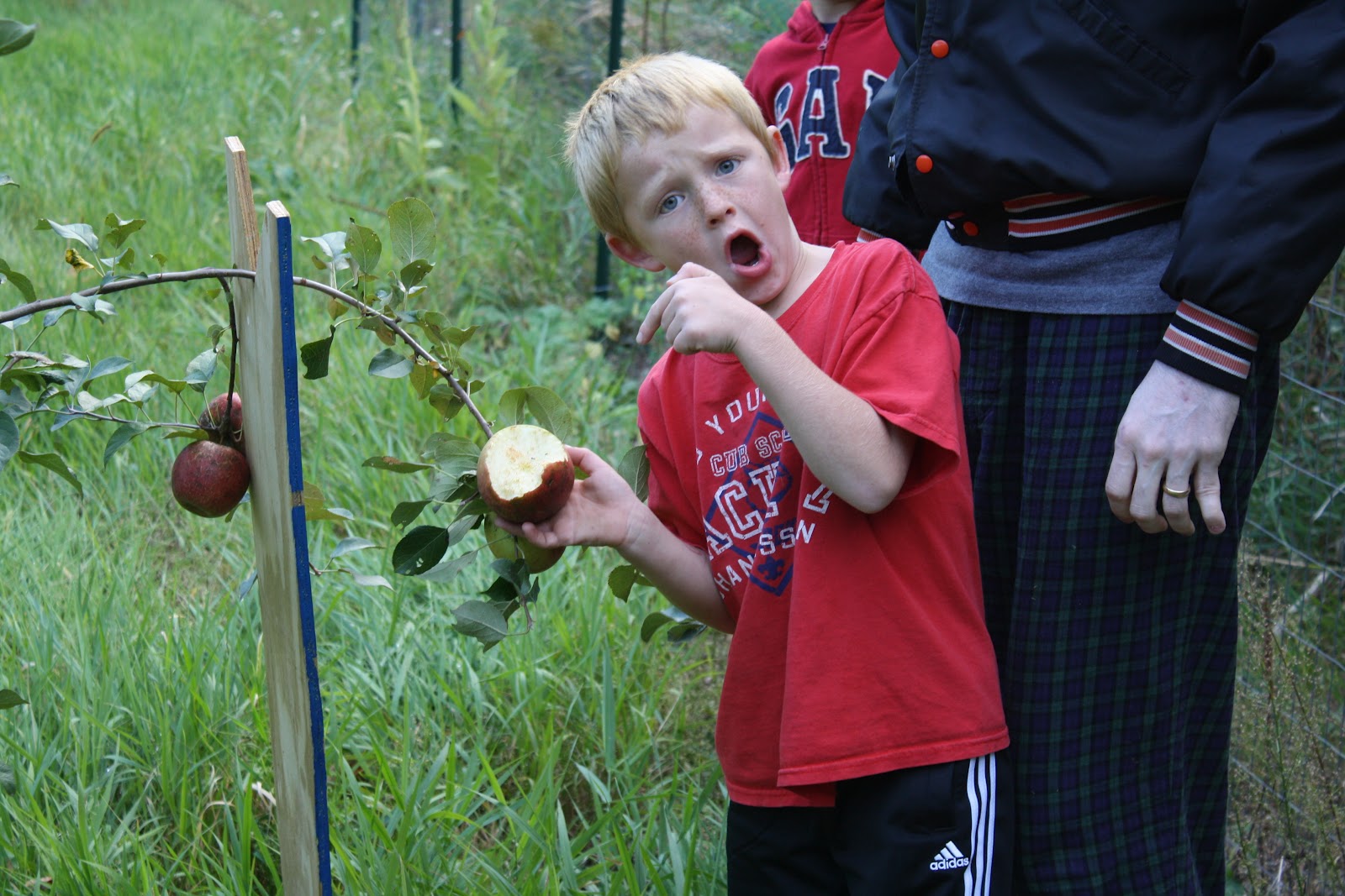 Anderson Memo Anderson Apple Orchard year 3