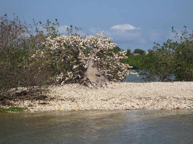 Árbol de ofrendas en La Somone, Senegal Árbol de ofrendas en La Somone, Senegal