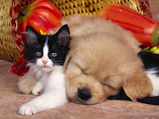 Cat and dog puppy 