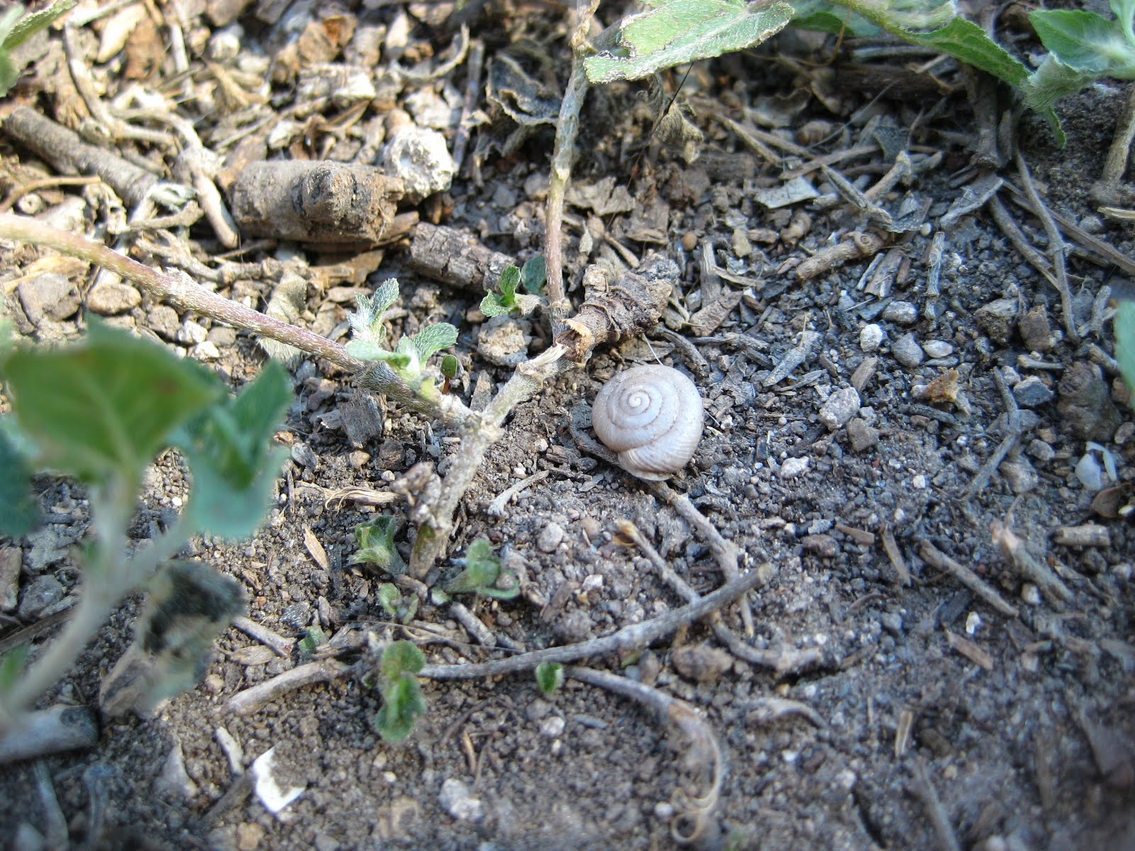 The Desert Chronicles Tiny Shells in Our Yard