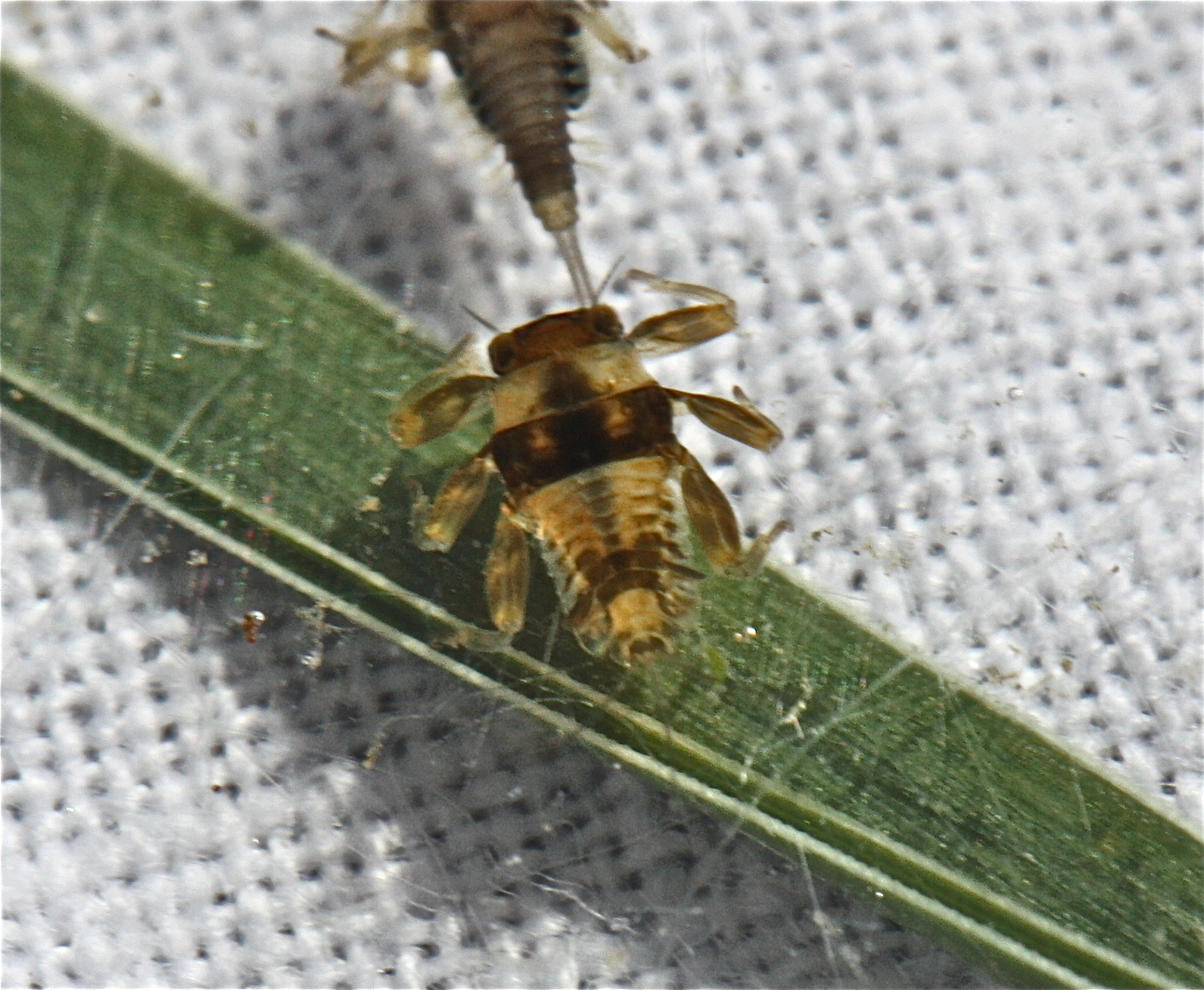 Aquatic Insects of Central Virginia Montana Insects, Part II. More