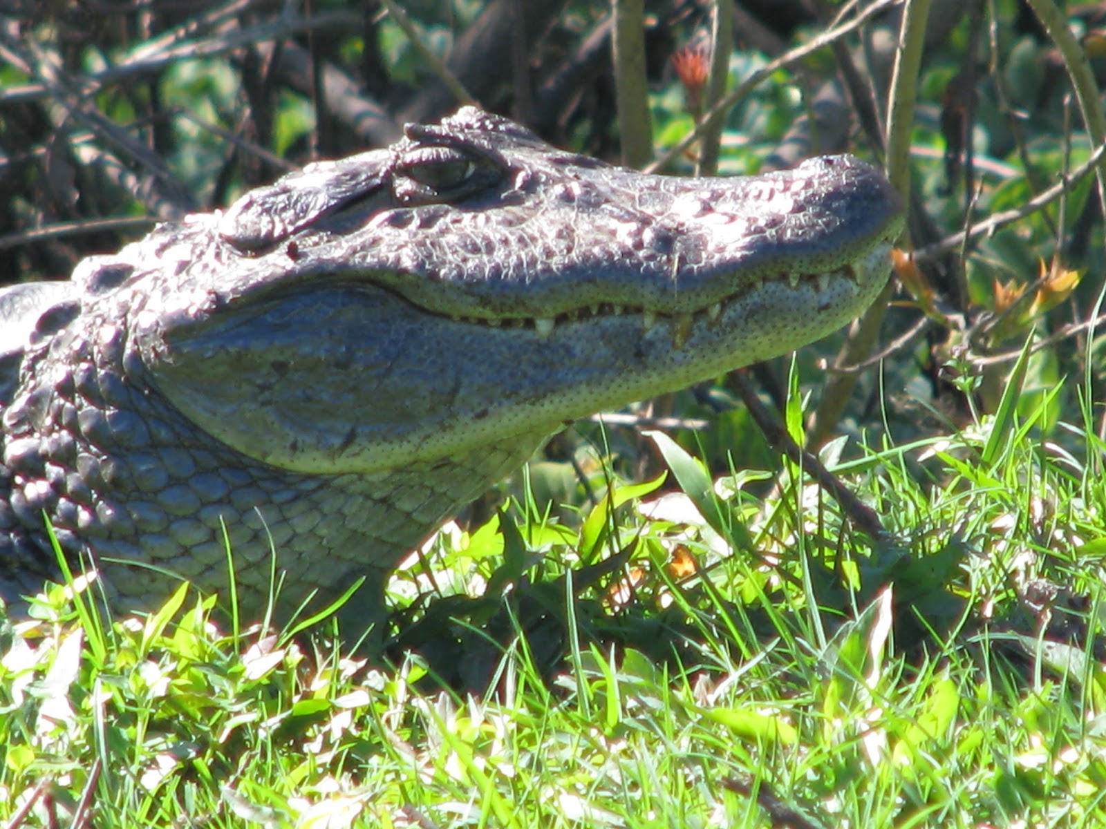 Viajá Conmigo....: ARGENTINA - Esteros del Iberá