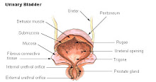 BLADDER