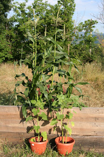 Growing tall Growing tall