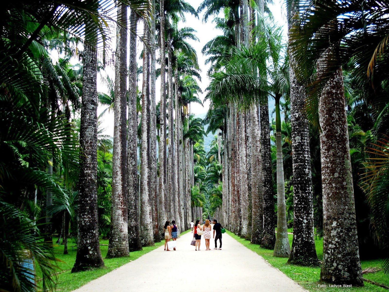 casamento no jardim botanico rio de janeiro:da Manhã no Parque Lage + Jardim Botânico – Guia do Rio de Janeiro casamento no jardim botanico rio de janeiro:da Manhã no Parque Lage + Jardim Botânico – Guia do Rio de Janeiro