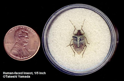 Human-faced Shield Bug by Takeshi Yamada