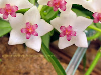 Hoya lanceolata