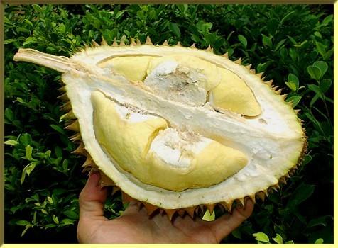 AHLI BERMASALAH DAN DALAM PERHATIAN - Page 4 Durian+lagi