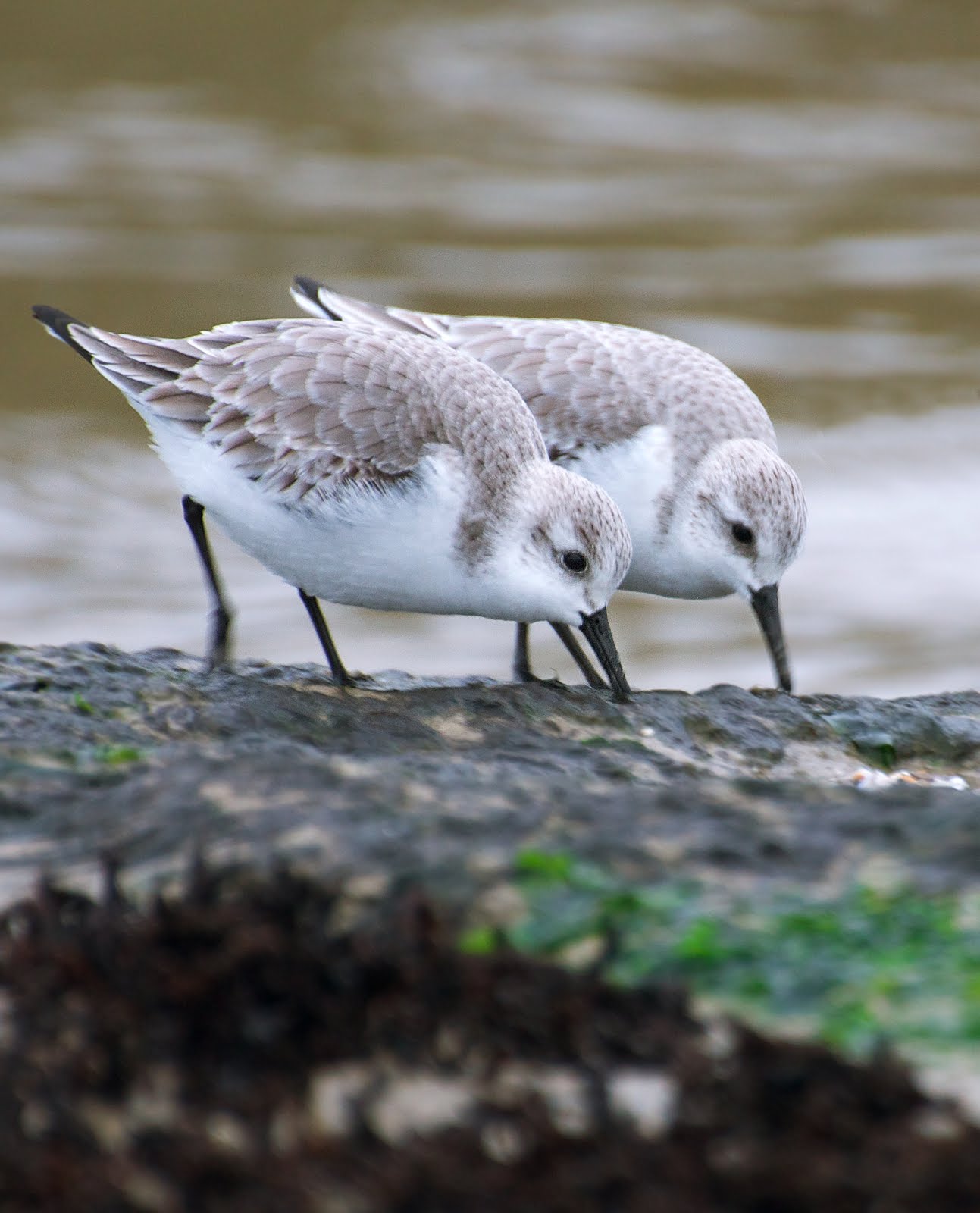 NW Bird Blog Sanderling
