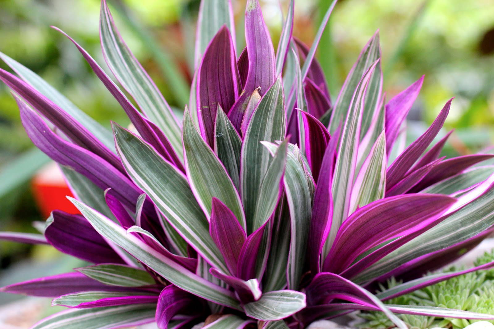 Florez Nursery Rhoeo discolor �StripemePink�