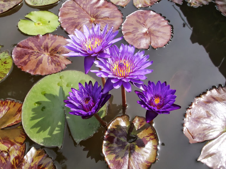 "Tanzanite" water lily