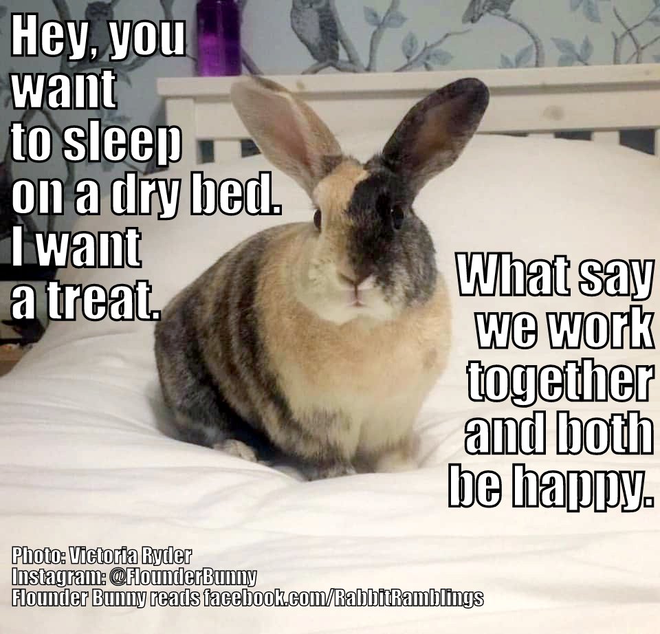 Rabbit Ramblings: Funny Bunny Monday Meme*day