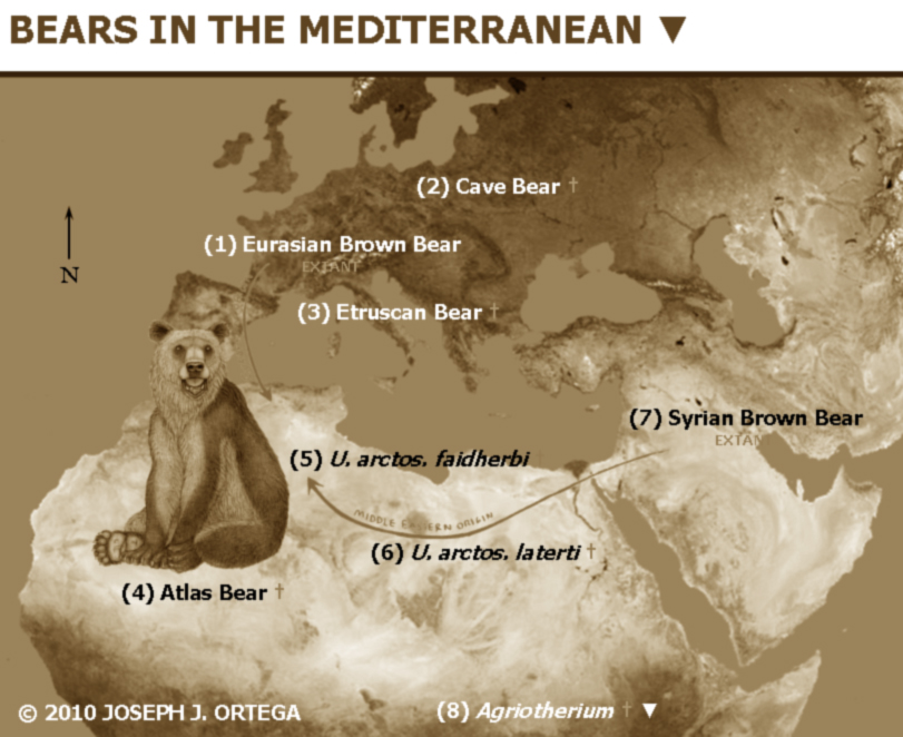 http://2.bp.blogspot.com/-PtQElf179oQ/UrteuEgUhwI/AAAAAAAABZk/5kD4Mva3NT4/s1600/(1.2)+Bears+in+the+Mediterranean+Atlas+Bear.jpg