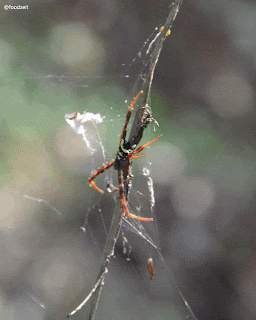  Spider waiting for it's pray - Spinne auf ein Opfer wartend