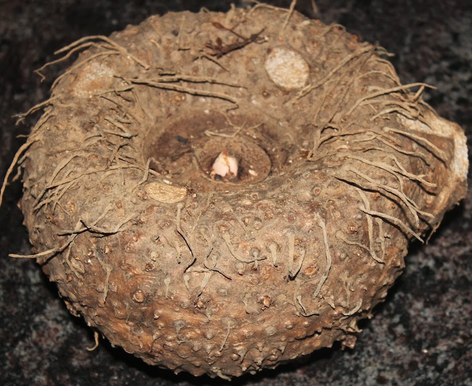 Ruchi Ruchi Aduge: Elephant Yam (Suvarnagadde) Palya