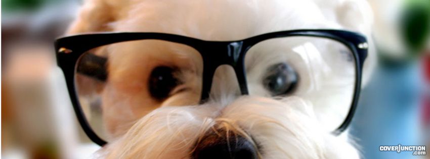 Study Dog