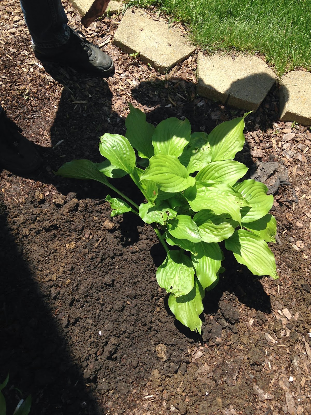 DIY Home Updates How to Divide Hostas