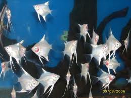 98 breeding angelfish information