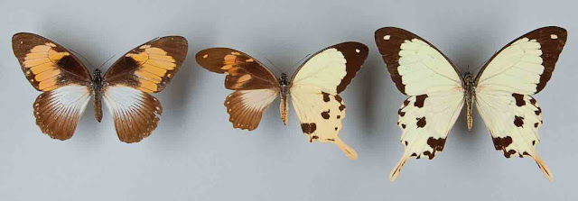 Papilio dardanus gynandromorphs lepidoptera, gynandromorph, butterfly