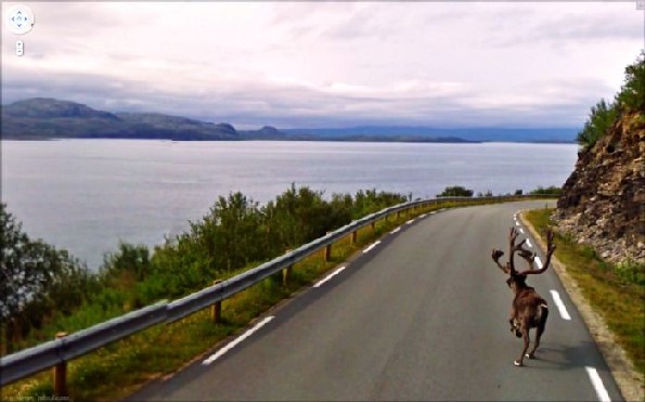 street view animal na pista maps google alce atravessando estrada