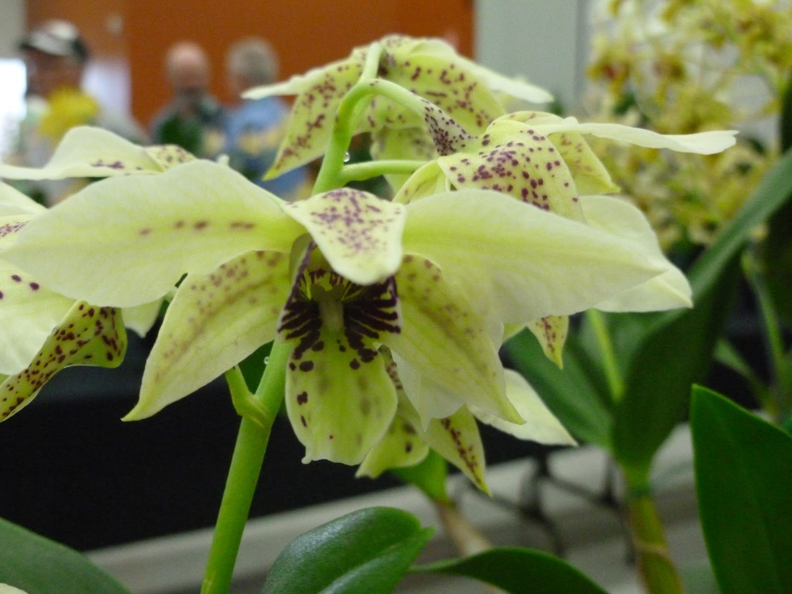 Onslow and Miss B Australian Native Orchid Society conference