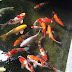 Kolam Ikan Koi