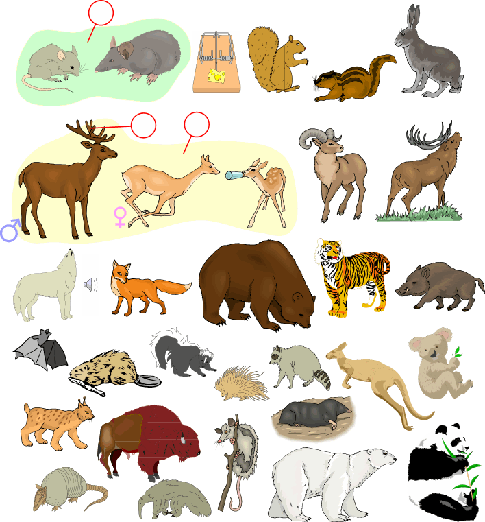 Memeli Hayvanlar Hakkında Bilgiler Dakika 24