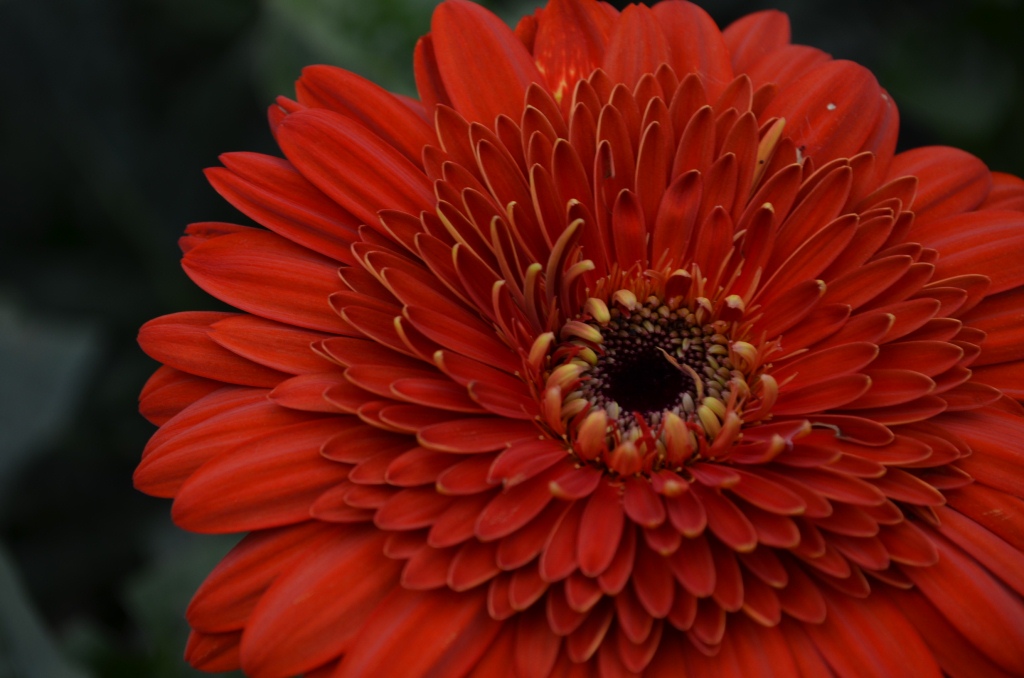 My Day at a Gerbera Daisy Farm