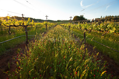 Beringer Steinhauer Ranch