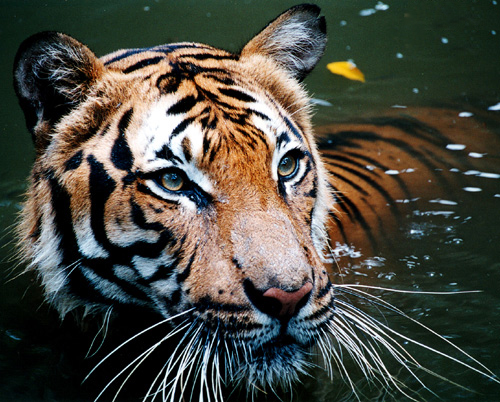My Tour Guide Malaysia: Malaysia And Malayan Tiger @ Harimau Malaya