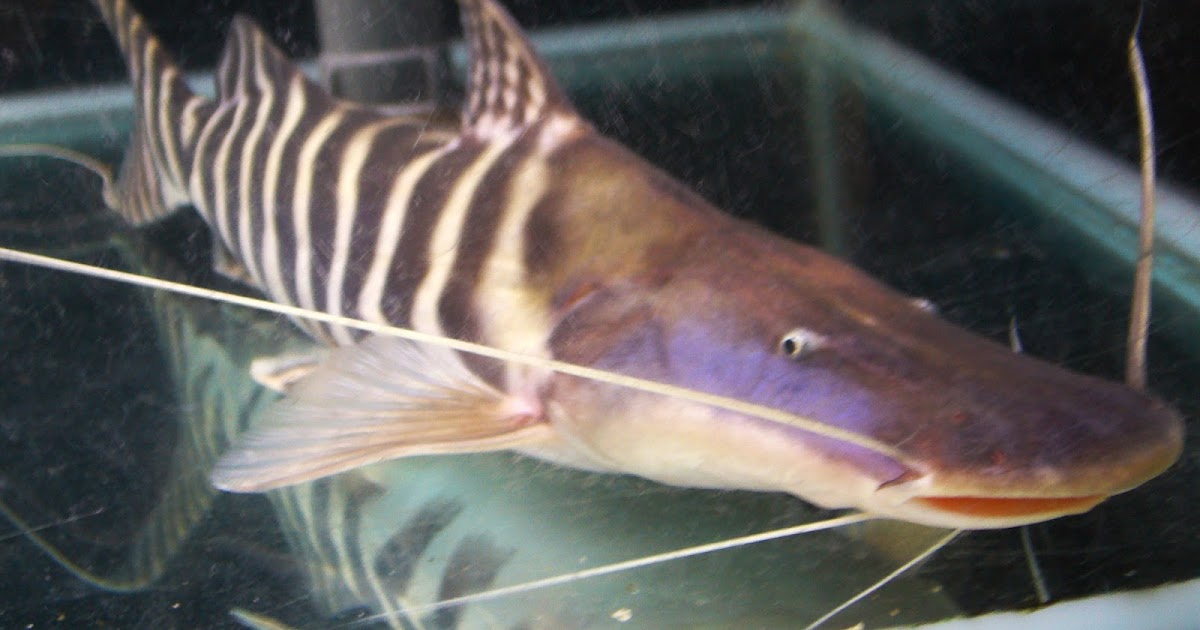 Aquatic Tank Busters Tigrinus Catfish Merondontotus Tigrinus
