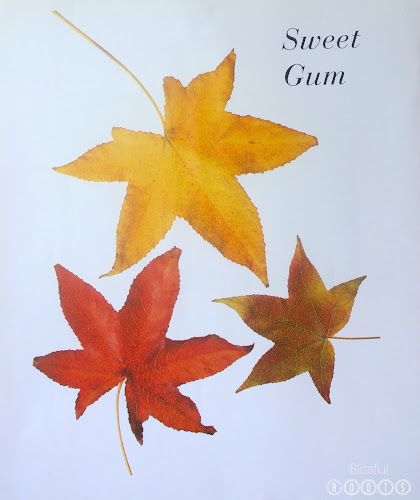 Autumn Leaves by Ken Robbins for Fall Decor @ Blissful Roots