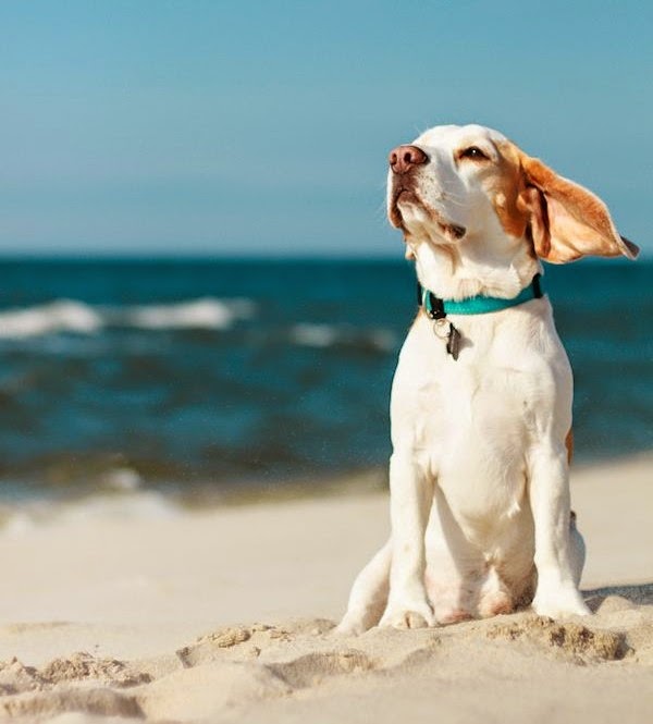 King Charles�lara ve Köpeklere Dair Bilmeniz Gerekenler&hellip;