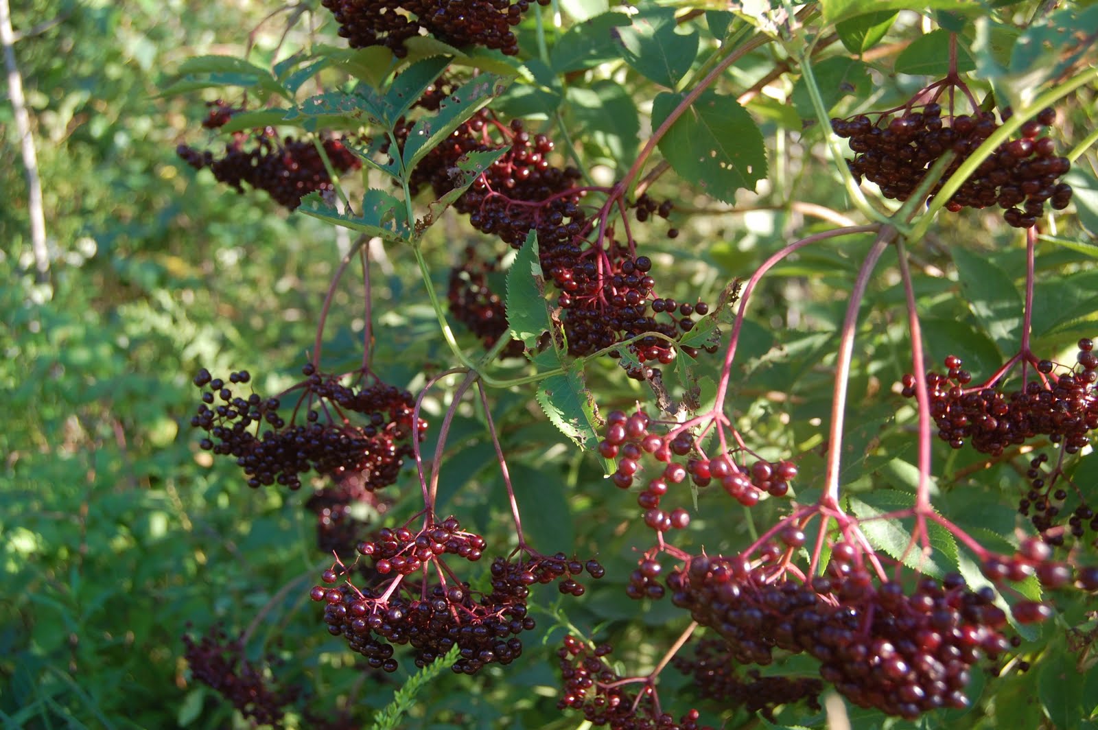 Sprouts Wildcrafting Elderberry