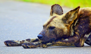 De wilde honden of hyenahonden zijn wilde hondachtigen uit de orde der roofdieren.