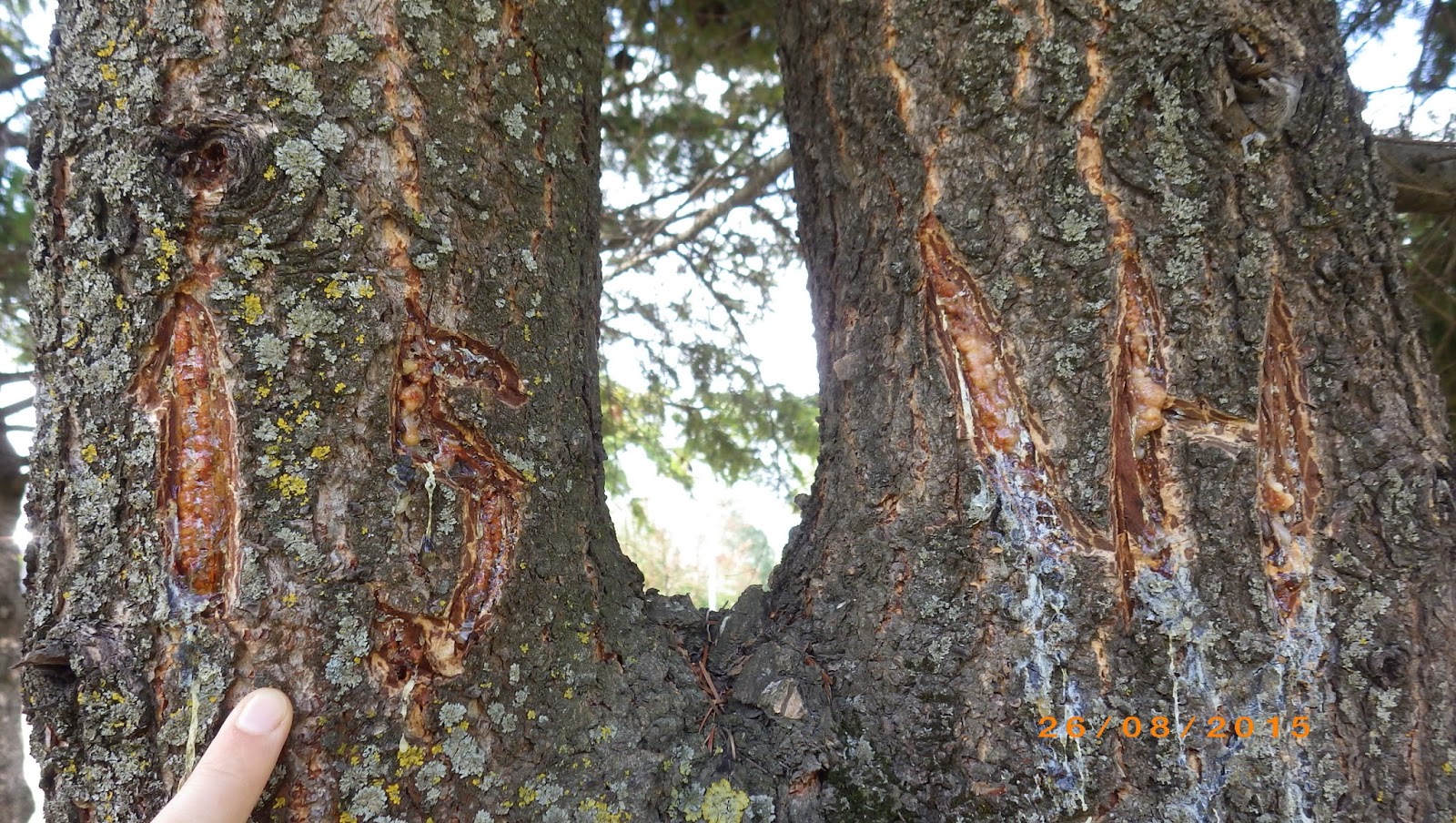 Urbandendro Marking of trees