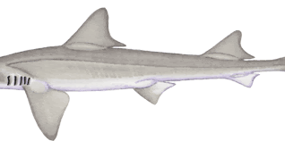 Compañeros de viaje Gatuzo (Mustelus canis)