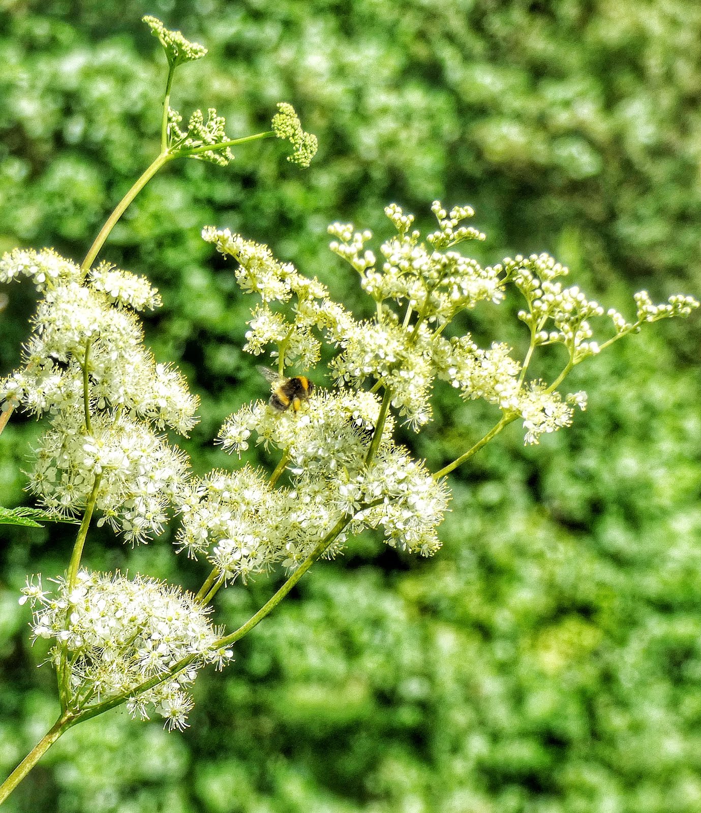 Mädesüß mit Hummel