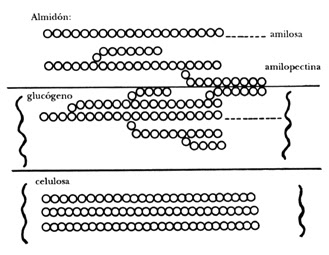 Almidón y Glucógeno