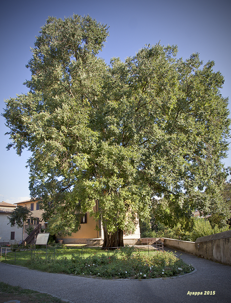Alberi e dintorni Il Bagolaro di San Gimignano