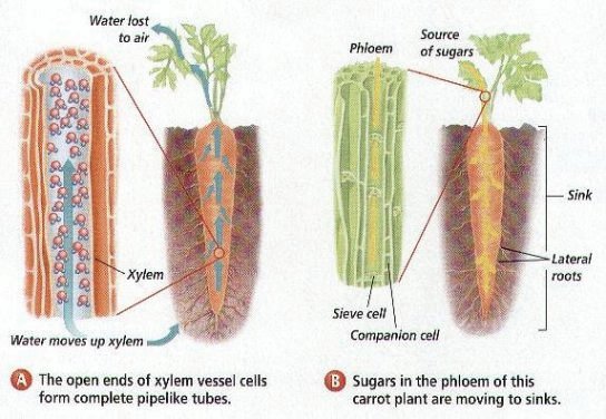 59 Transport In Plants Functions Of Xylem And Phloem