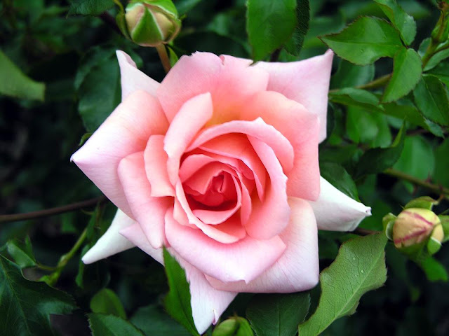 Rose Flower (அழகிய ரோஸ் ) Rose+flower+1+%25283%2529
