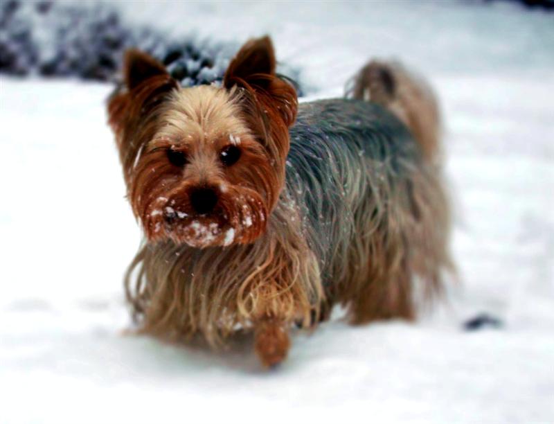 Süs Köpeği Resimleri Resim Hazinesi