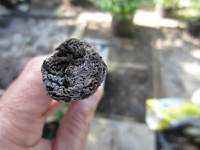 Cigar Cuba chính hiệu!!! Đẳng cấp ông chủ!!!! - 4