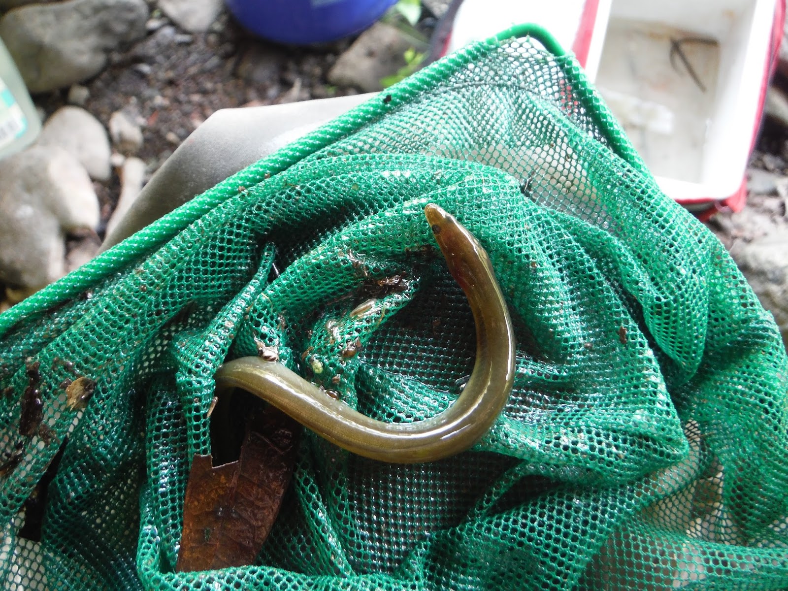 Lamprey Hunter The Delaware and Hudson River