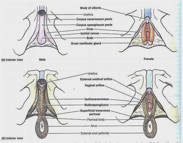 Dr Nilesh Anatomy